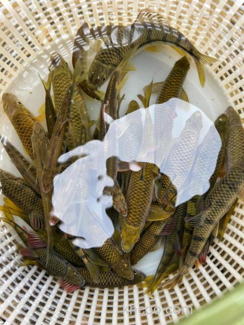 江河可以钓什么鱼？