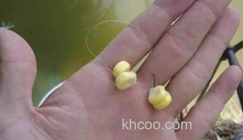 啤酒泡新鲜玉米在黑坑好钓鱼吗？