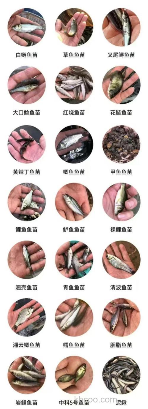 鱼塘鱼种搭配？