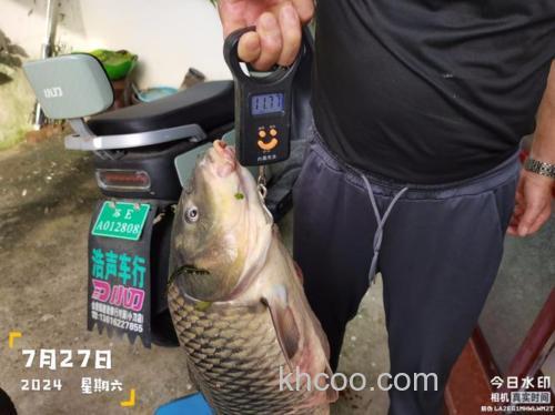 甜薯玉米钓鲤鱼技巧？