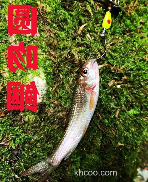 用这种“非常规”钓法野钓鳊鱼，上鱼快
