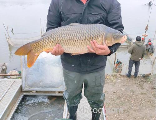 三四米深的水库适合养什么鱼？