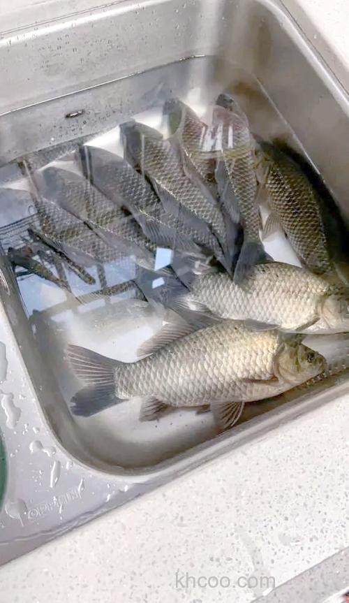 早春学会这样钓鲫鱼，简单实用渔获还多