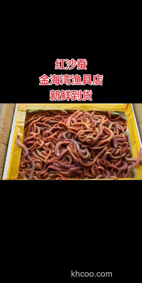 钓海鳝鱼用什么饵