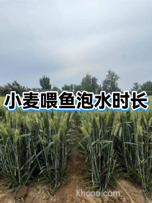 小麦浸泡多少时间才能喂鱼？