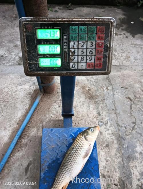 用肥肉能钓鲤鱼吗？