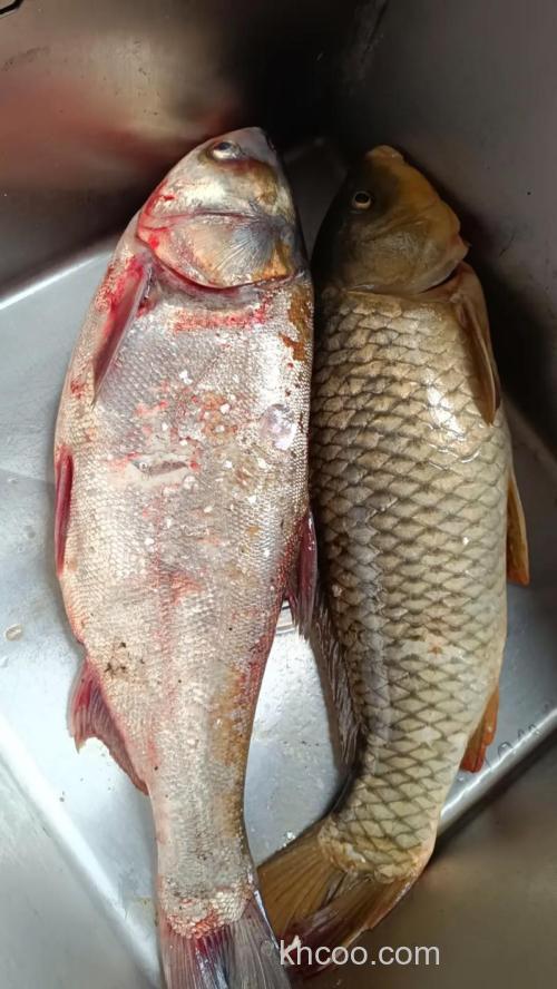 江门西江的鱼都怎么了