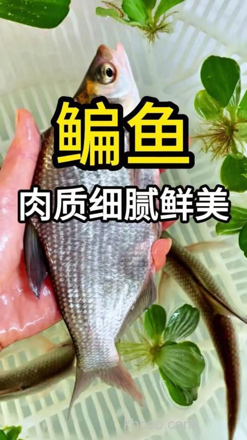 武昌鱼几月份最好钓?