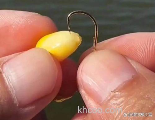 钓鱼用熟玉米好还是生玉米好呢？