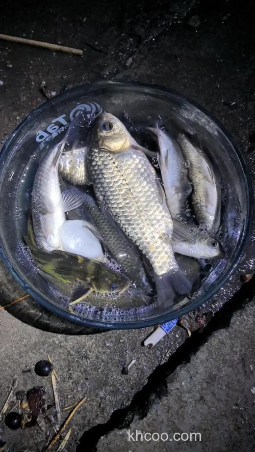 夏季大鲫鱼越来越难钓？