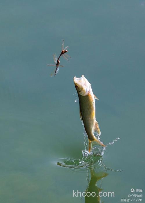 鲤鱼吃蜻蜓吗？