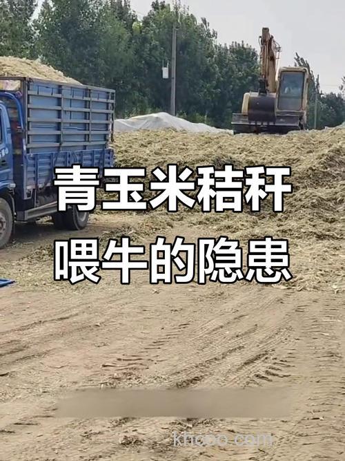 干谷草喂牛好不好?