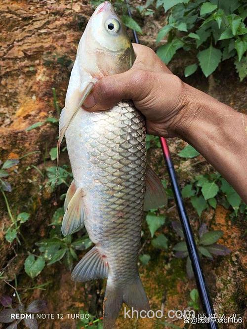 中秋怎么钓大板鲫？