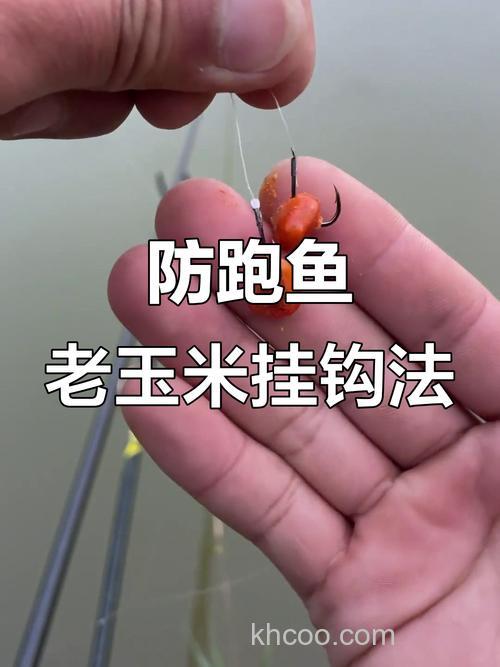 用新鲜玉米打窝，老坛玉米挂钩垂钓可以吗？还是都用老坛或嫩玉米？