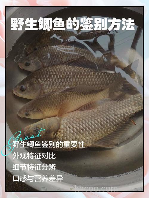 解读“野鲫王”