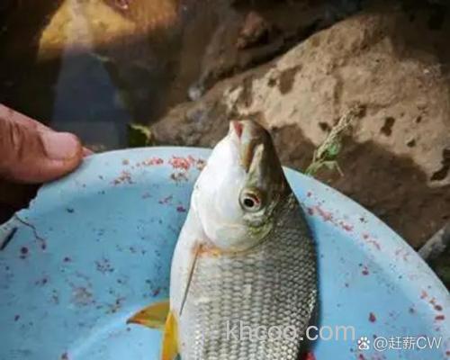 麝香泡麦子能钓什么鱼？