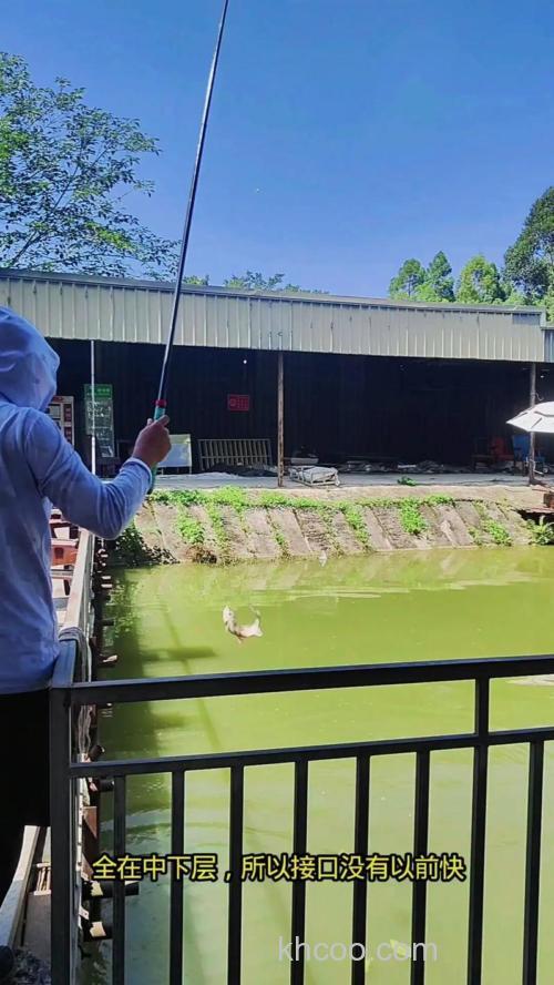 小麦钓鲤鱼钓底还是钓浮？