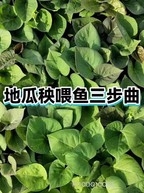 红薯喂鱼长得快吗？