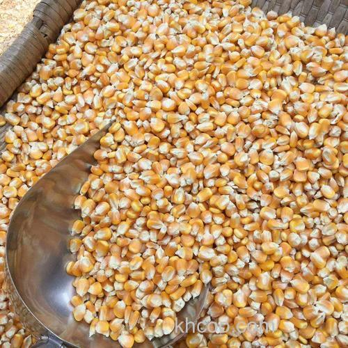 干玉米直接打窝有效果吗？