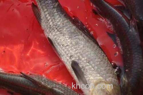 黑坑黑草鱼青鱼饵料配方？