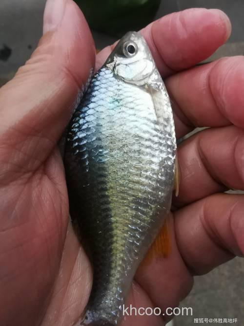 1号、2号、3号、4号、5号、6号袖钩适合钓什么鱼？