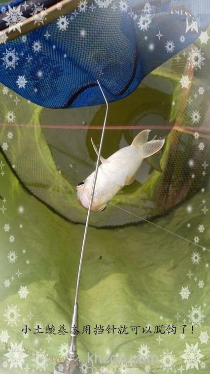 商品饵料搭配钓废塘大丰收鲮鱼