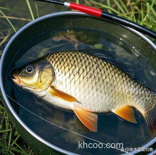 晚春钓鲤鱼遵循这4大规律上大鲤
