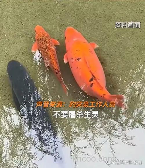 这东西专攻鲤鱼聚鱼久聚不散，想钓鲤鱼别错过