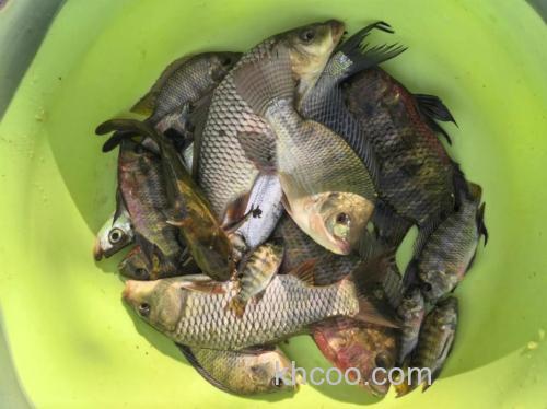 鲤鱼冬天吃生玉米吗？