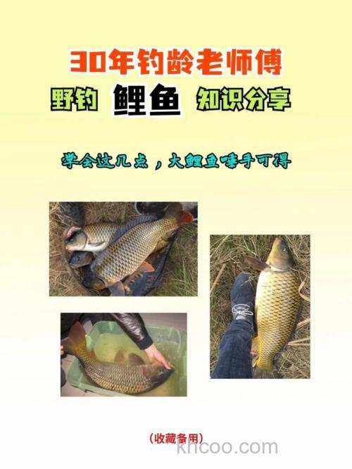 野外鲤鱼的5个技巧，新手一样钓得多