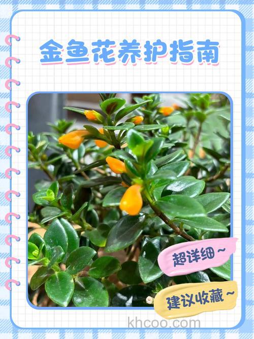 要进行花鱼共养需注意些什么？