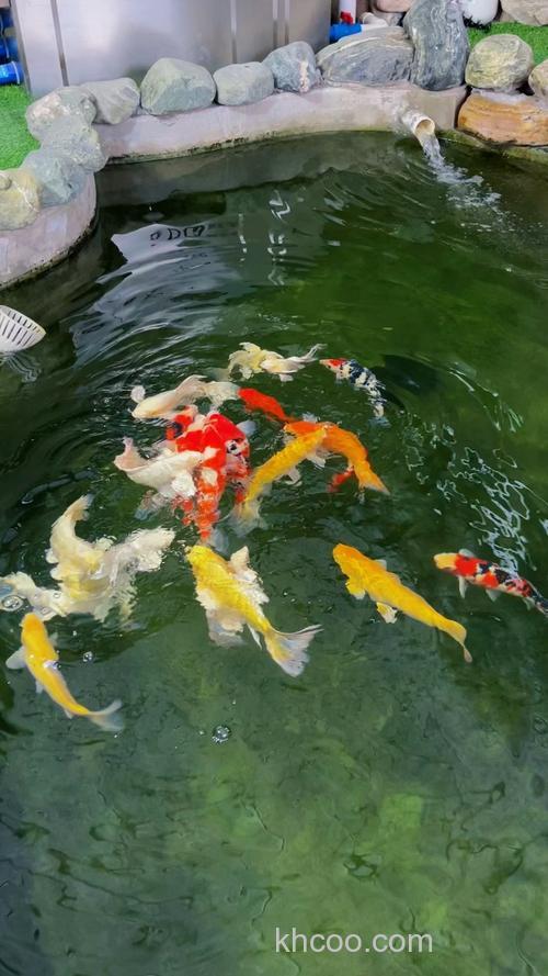 鲤鱼喜欢在水里什么位置?