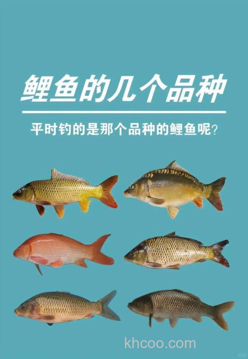 怎样钓养置塘里的鲤鱼。