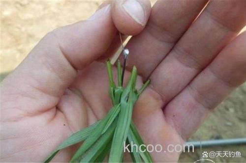如今用草作为饵钓草鱼