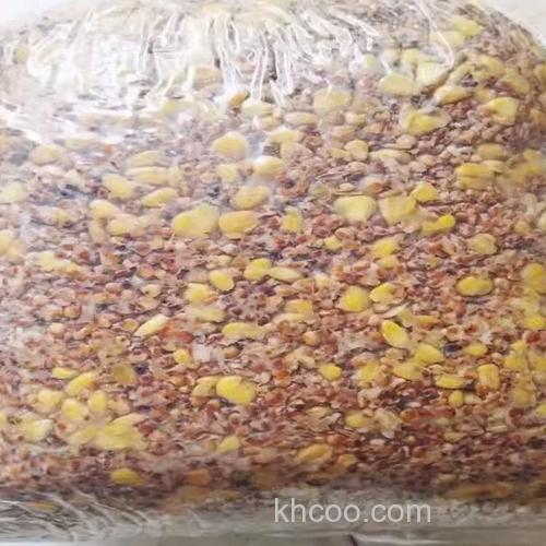 发酵中的高粱怎么打窝，钓鲫鱼鲤