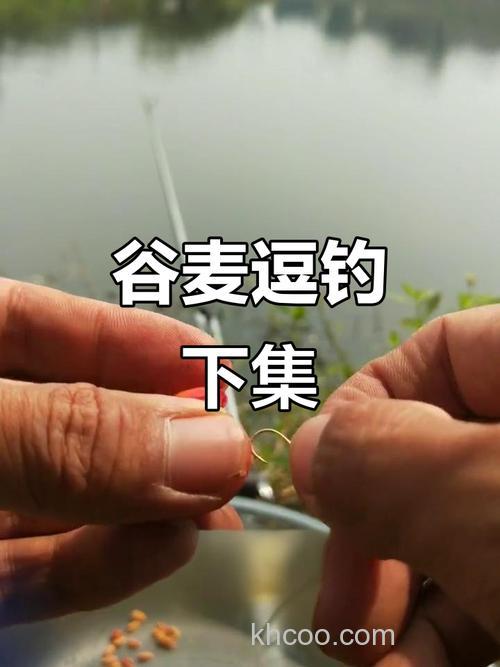 浑水谷麦钓鲤鱼技巧？