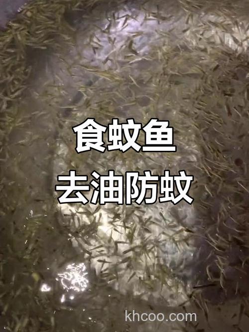 听说蚊香+酒+大米+油，鱼能浮上来，这是真的吗？