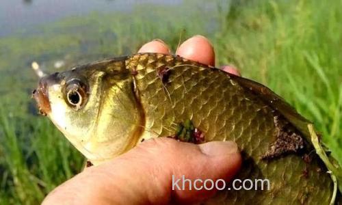 野钓鲫鱼是底钩触底还是铅坠触底？