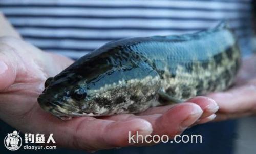 溪流潭中钓黑鱼的三种垂钓技法介绍