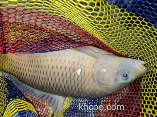 晚上玉米钓鲤鱼怎么样？