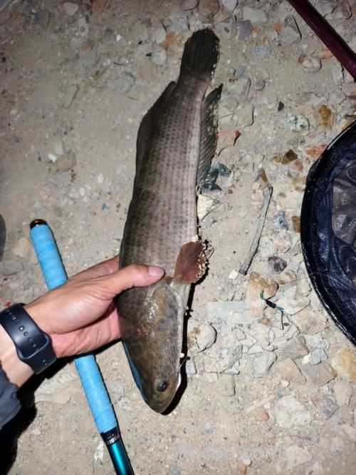 夏秋季节手竿钓黑鱼的四个技巧