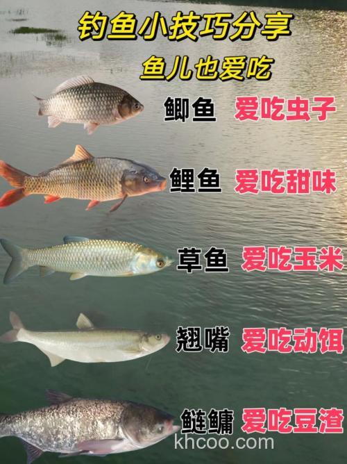 野钓大鱼喜欢吃什么？