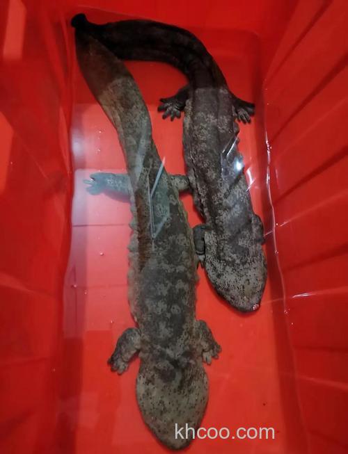 娃娃鱼喝的东西？