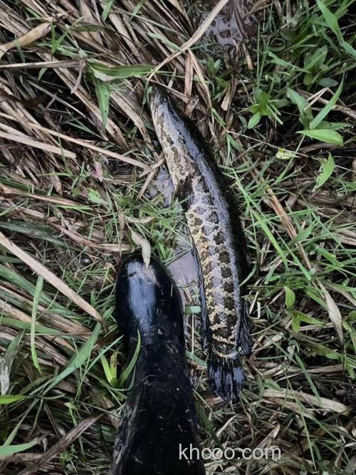 黑鱼一年四季都能钓，您真的会钓么？