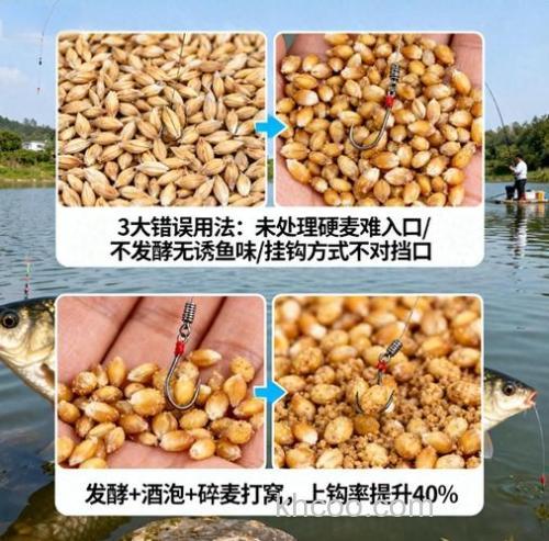 钓鲫鱼可以用麦子吗？