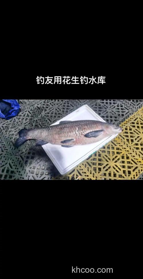 花生如何打窝钓鱼？