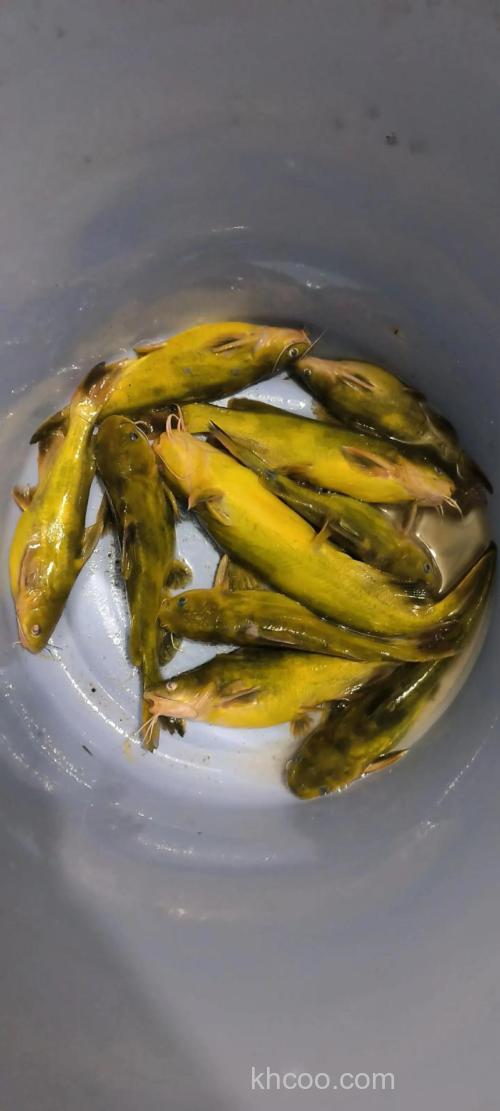 昂刺鱼打窝要多久开钓？