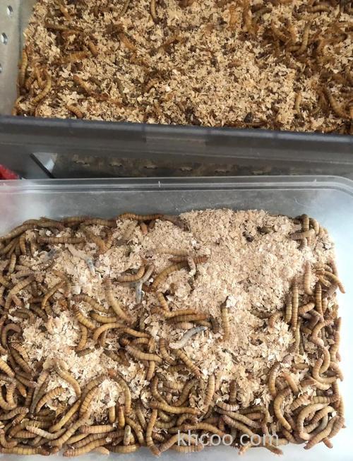 中药麦子++++发酵麦子++哪样钓鱼好