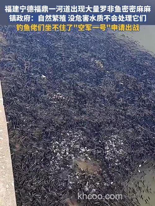 钓鱼，河水泛滥钓罗非