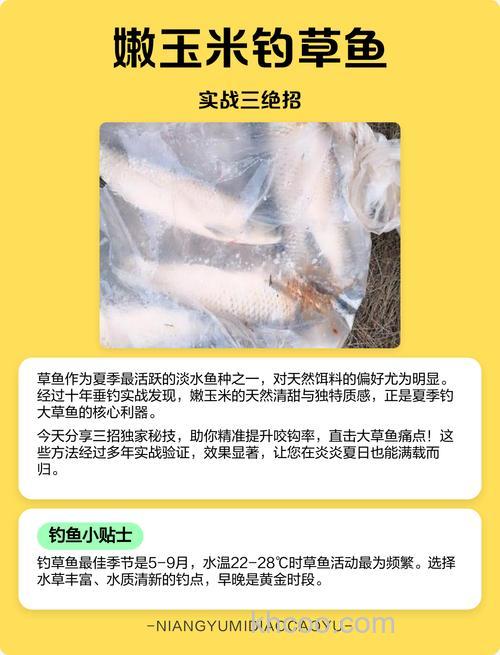 玉米钓草鱼绝招及注意事项 玉米钓草鱼的技巧